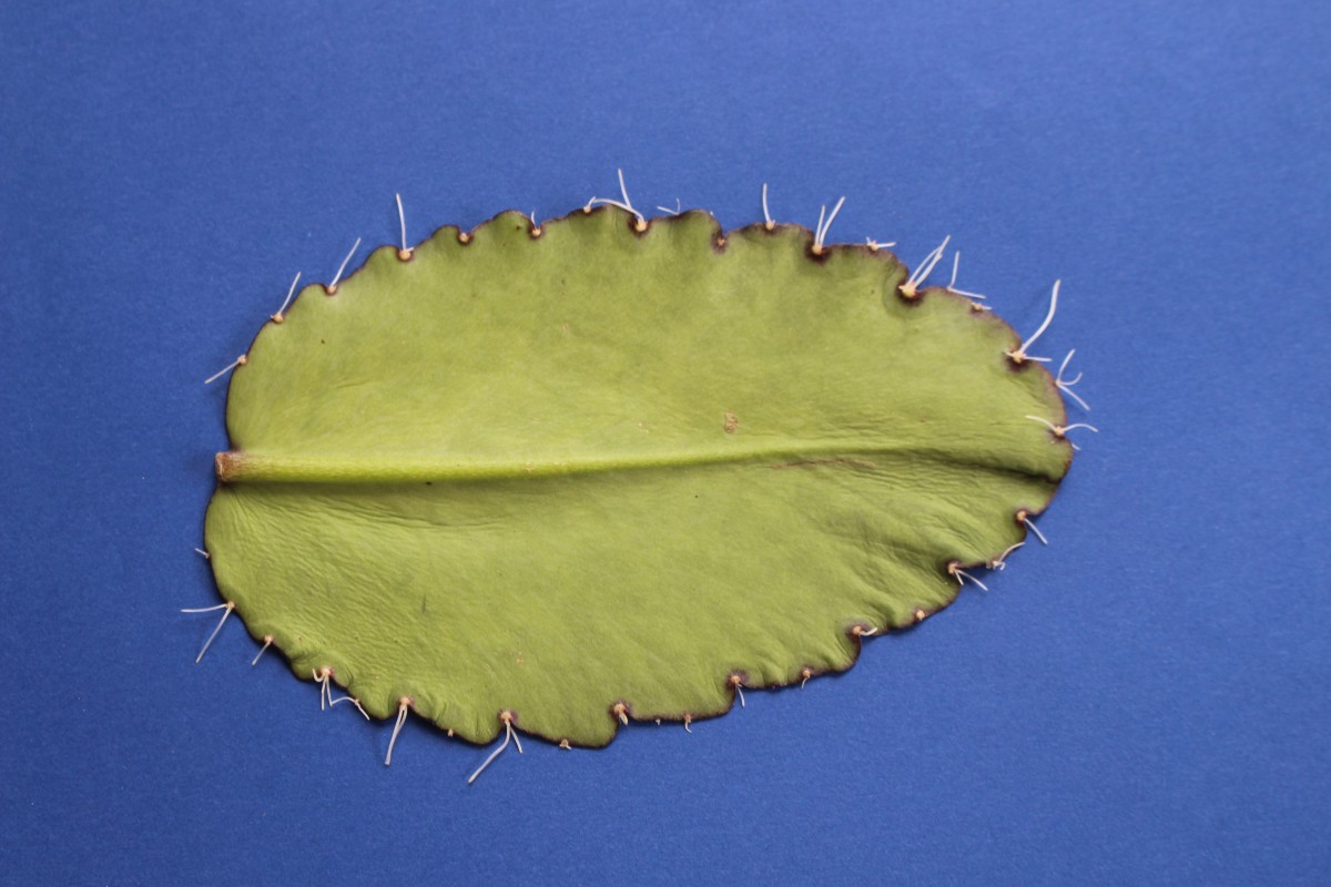 Kalanchoe pinnata (Lam.) Pers.